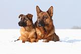 BERGER ALLEMAND 472
